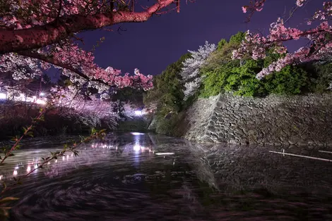 Le festival des cerisiers en fleurs du château Koriyama à Nara Le festival des cerisiers en fleurs du château Koriyama à Nara
