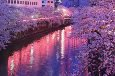 Les lanternes qui éclairent les cerisiers en fleurs longeant la rivière Meguro à Tokyo Les lanternes qui éclairent les cerisiers en fleurs longeant la rivière Meguro à Tokyo