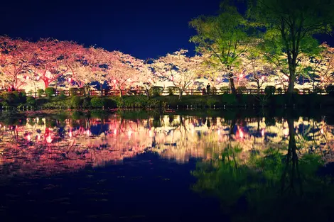 Sakura illuminés Sakura illuminés