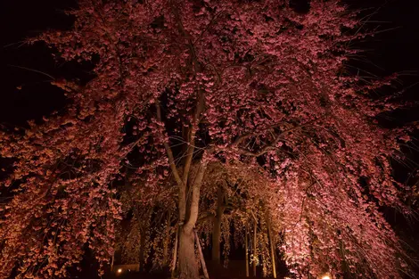 cerisier illuminé cerisier illuminé