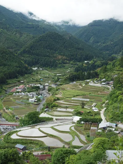 Les rizières de Kamikatsu Les rizières de Kamikatsu
