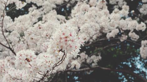 Une branche de sakura