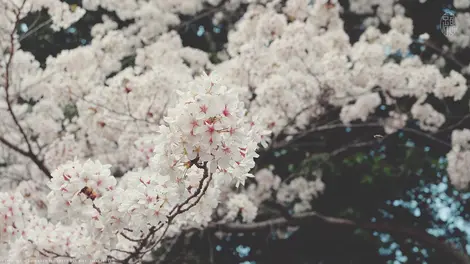 Une branche de sakura Une branche de sakura