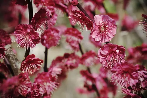 Fleurs de prunier Fleurs de prunier