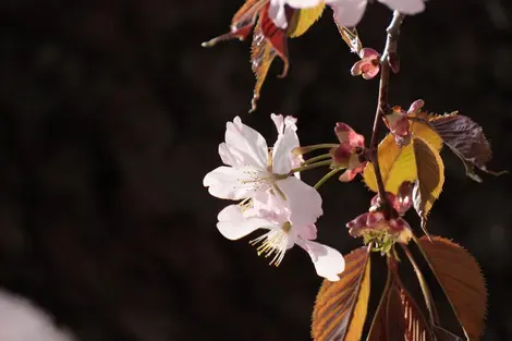 Fleurs de cerisier