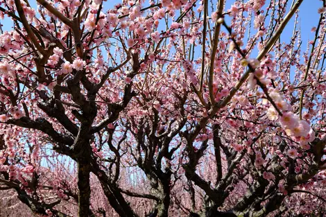 Prunier en fleurs Prunier en fleurs