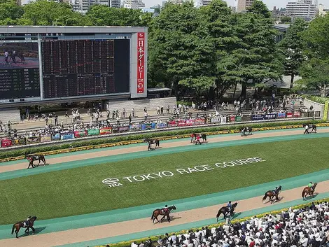 paddock-hippodrome-fuchu paddock-hippodrome-fuchu