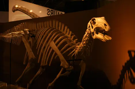 dinosaure squelette dinosaure squelette