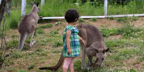 Un enfant se balade avec les kangourous