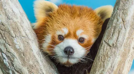 Le très populaire panda roux Le très populaire panda roux