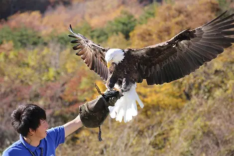 Le spectacle des oiseaux Le spectacle des oiseaux