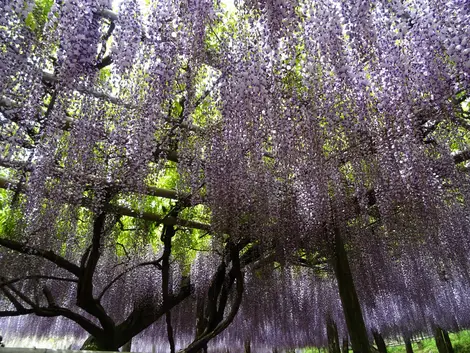 Kawachi wisteria garden Kawachi wisteria garden