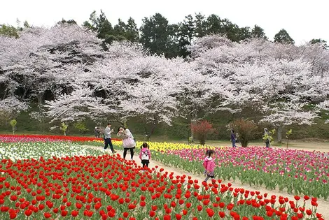 Hamamatsu Flower Park Hamamatsu Flower Park