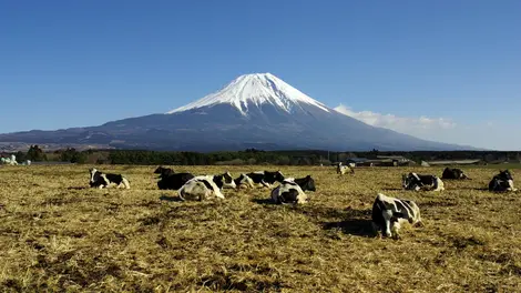 Pâturages du plateau d'Asagiri Pâturages du plateau d'Asagiri