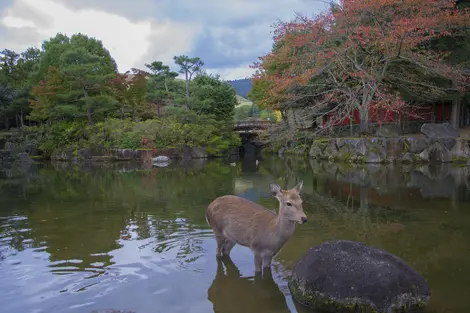 Cerf à Nara Cerf à Nara