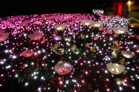 Quand les lumières se mêlent aux fleurs