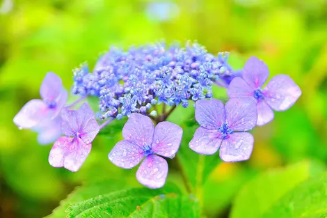 Des fleurs de toutes les formes et couleurs