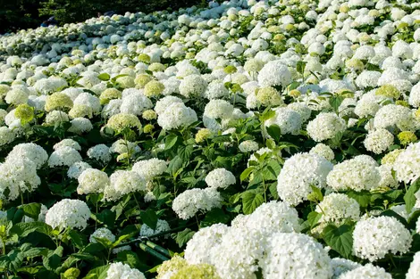 Des parterres des fleurs Des parterres des fleurs