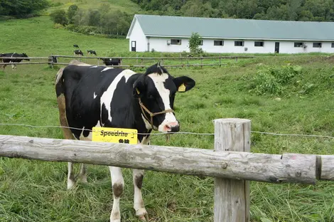 Vache de la Ferme Yamanaka