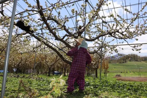 Le printemps aux vergers d'Akaigawa