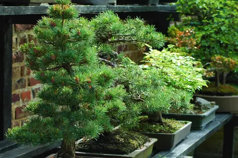 Les bonsais japonais