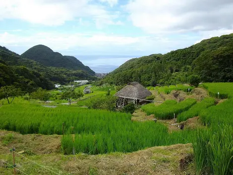 Les rizières d'Ishibu Les rizières d'Ishibu