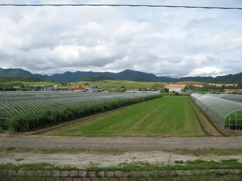 Serres de melons à Yubari