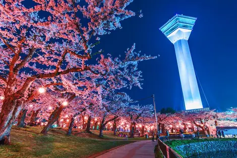 Le parc du fort de Goryokaku et la tour illuminés Le parc du fort de Goryokaku et la tour illuminés