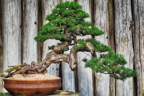 Bonsai trees convey the idea of ​​wabi-sabi