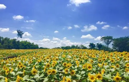 Tournesols à la ferme de Narita Yume