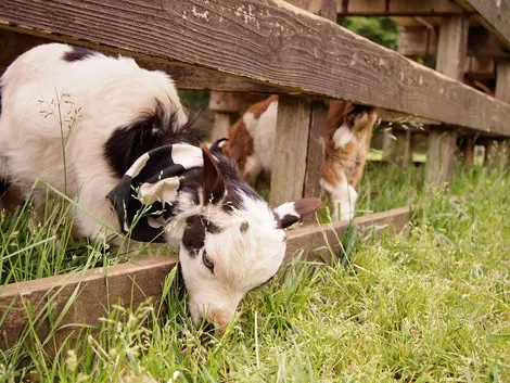 On peut voir de nombreux animaux à la ferme de Narita Yume 