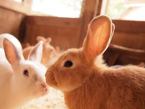 Les lapins de la ferme