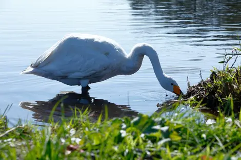  Parmi les espèces qui fréquentent les berges, les cygnes sont nombreux !