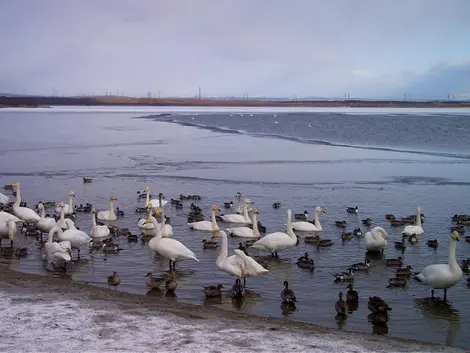 Chaque jour plus de 1000 oiseaux viennent faire une halte au lac en période de migration Chaque jour plus de 1000 oiseaux viennent faire une halte au lac en période de migration