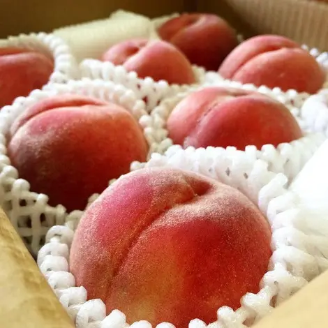 peche japonaise peche japonaise