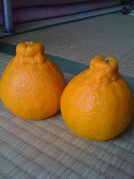 orange dekopon