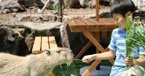 Izu shaboten zoo