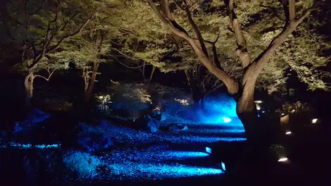 Bleu, jaune, or, le jardin brille de mille feux Bleu, jaune, or, le jardin brille de mille feux