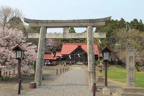 Le sanctuaire de Matsumae a lui aussi ses cerisiers Le sanctuaire de Matsumae a lui aussi ses cerisiers