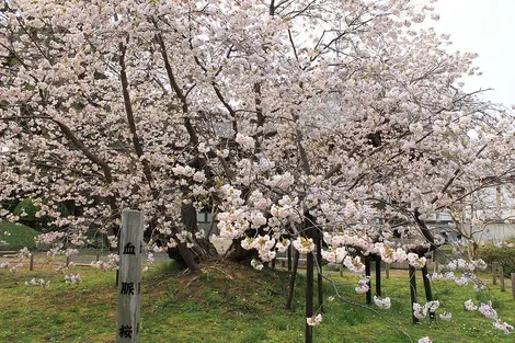 Cerisier en fleurs de Matsumae Cerisier en fleurs de Matsumae