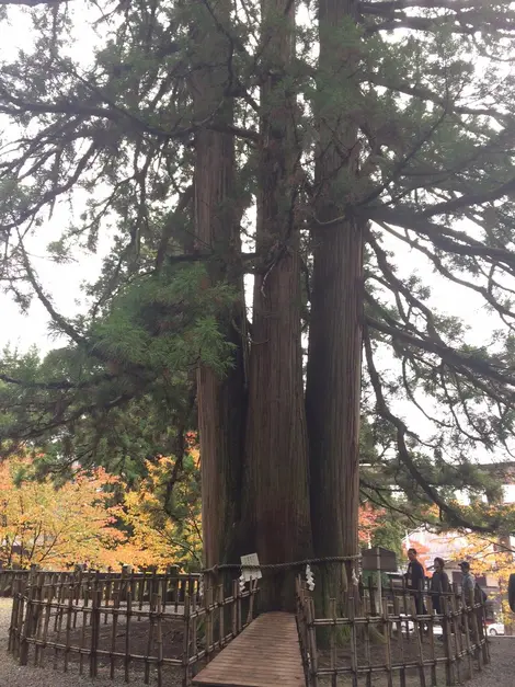 L'arbre porte-bonheur 