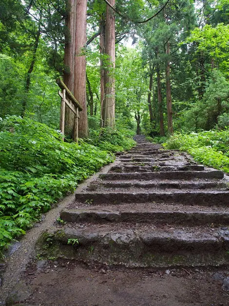 Le chemin s'enfonce entre les arbres