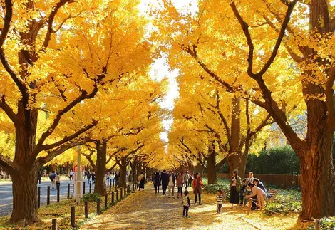 A path of ginkgo trees in Meiji Jingu Gaien