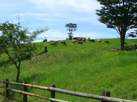 La ferme de Takachiho