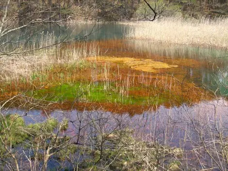 Un des étangs colorés de Goshikinuma Un des étangs colorés de Goshikinuma
