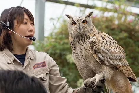 Kobe Animal Kingdom | Japan Experience Kobe Animal Kingdom | Japan Experience