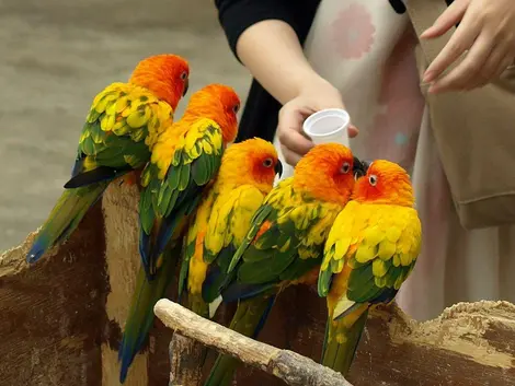 Kobe Animal Kingdom | Japan Experience Kobe Animal Kingdom | Japan Experience