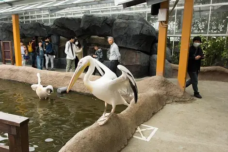 Kobe Animal Kingdom | Japan Experience Kobe Animal Kingdom | Japan Experience