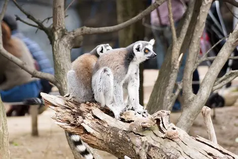 Kobe Animal Kingdom | Japan Experience Kobe Animal Kingdom | Japan Experience