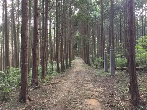 Chemin dans la forêt du Kôyasan